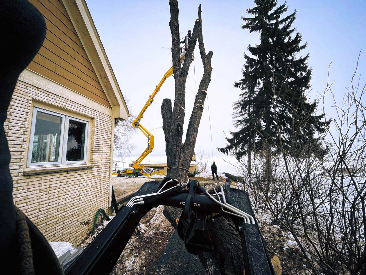 tree-removal-service